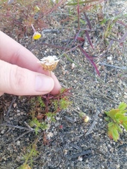 Ursinia