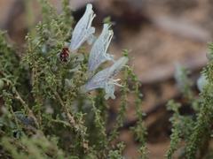 Prostanthera serpyllifolia microphylla