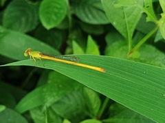 Ceriagrion coromandelianum