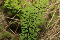 Cheilanthes sieberi sieberi