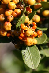 Maytenus procumbens