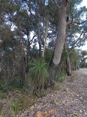 Xanthorrhoea platyphylla