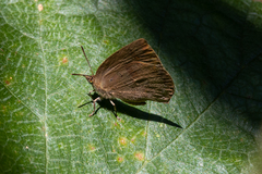 Arhopala japonica