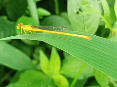Ceriagrion coromandelianum