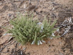 Prostanthera serpyllifolia microphylla