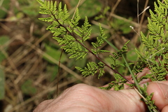 Cheilanthes sieberi sieberi