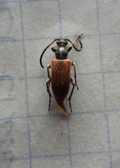 Pseudovadonia livida