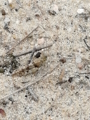 Sphingonotus caerulans