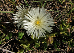 Mesembryanthemum canaliculatum