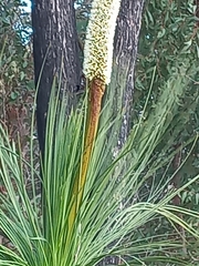 Xanthorrhoea platyphylla