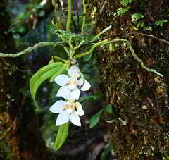 Sarcochilus falcatus
