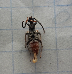 Pseudovadonia livida