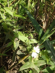 Stellaria radians