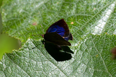 Arhopala japonica