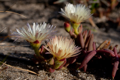 Mesembryanthemum canaliculatum