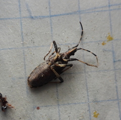 Dicranocephalus medius