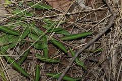 Eremophila debilis