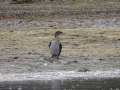 Phalacrocorax carbo lucidus