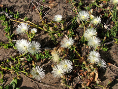 Mesembryanthemum canaliculatum