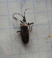 Dicranocephalus medius