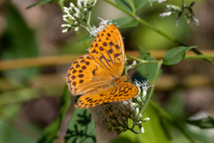 Argynnis sagana