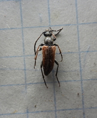 Pseudovadonia livida