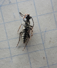 Pseudovadonia livida