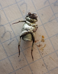 Hoplia parvula