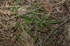 Eremophila debilis