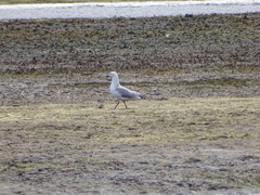 Chroicocephalus cirrocephalus