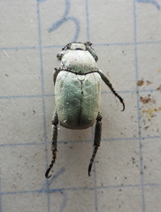 Hoplia parvula