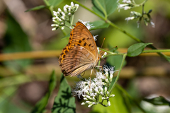 Argynnis sagana