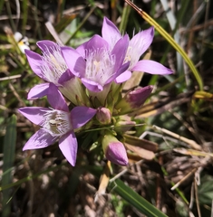 Gentianella austriaca
