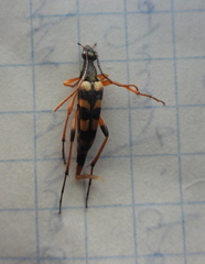 Strangalia attenuata
