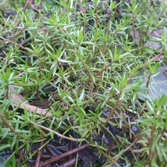 Crassula helmsii
