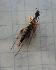 Strangalia attenuata