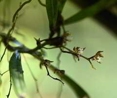 Plectorrhiza tridentata