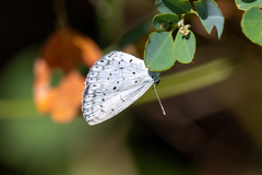Celastrina argiolus ladonides