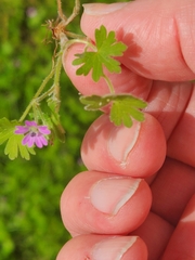 Geranium molle