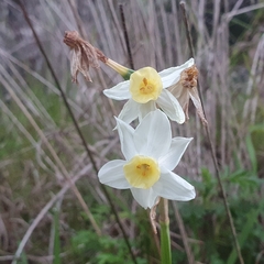 Narcissus tazetta