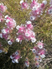 Serruria phylicoides