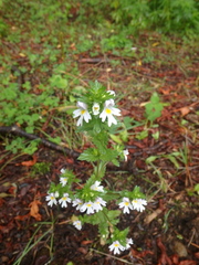 Euphrasia maximowiczii