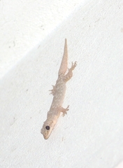 Hemidactylus platyurus