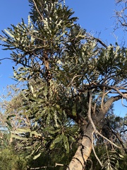 Banksia menziesii