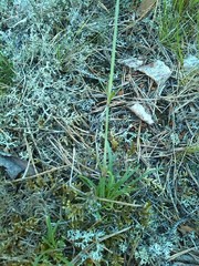 Gypsophila fastigiata