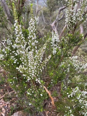 Erica arborea