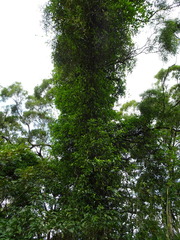 Gynochthodes umbellata