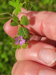 Geranium molle