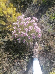 Serruria phylicoides