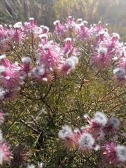 Serruria phylicoides